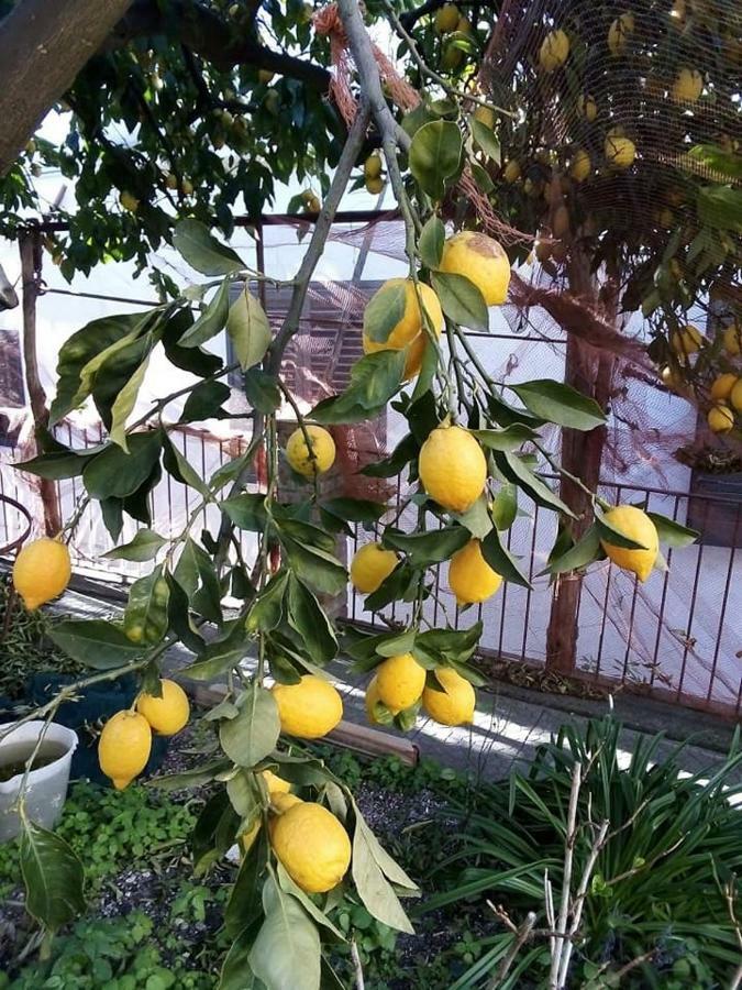 Le Mimose *