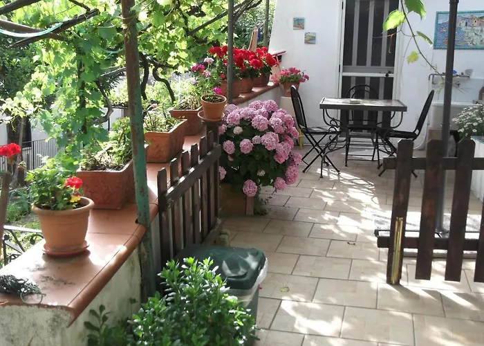 Le Mimose
