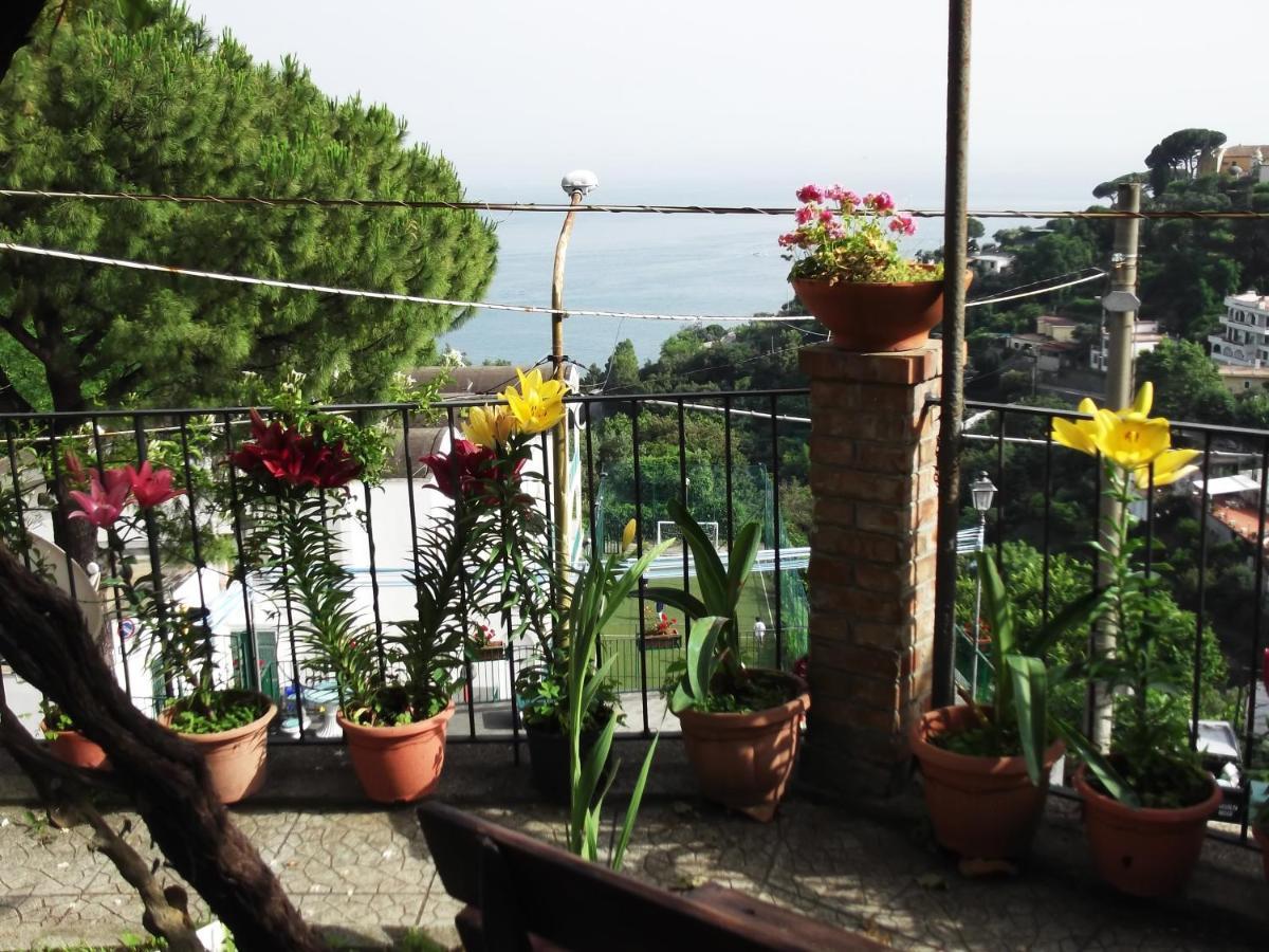 Le Mimose *