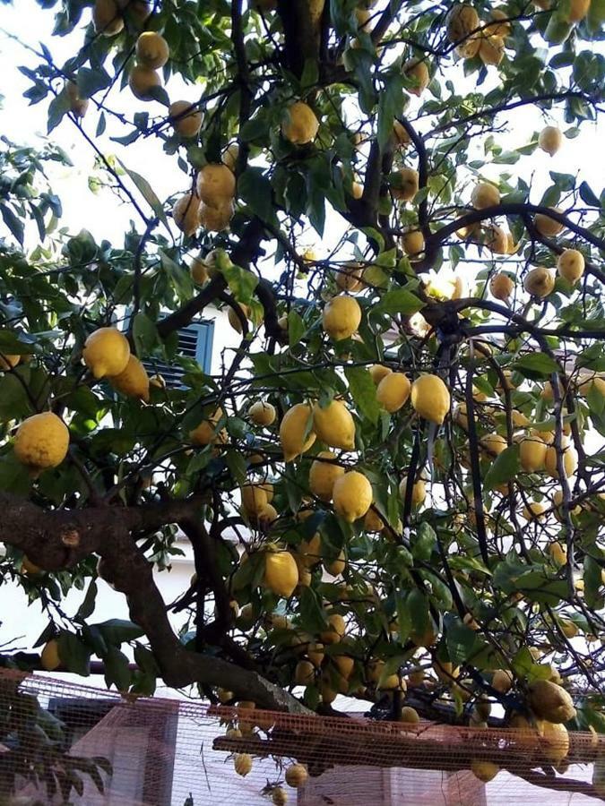 Le Mimose Holiday home *