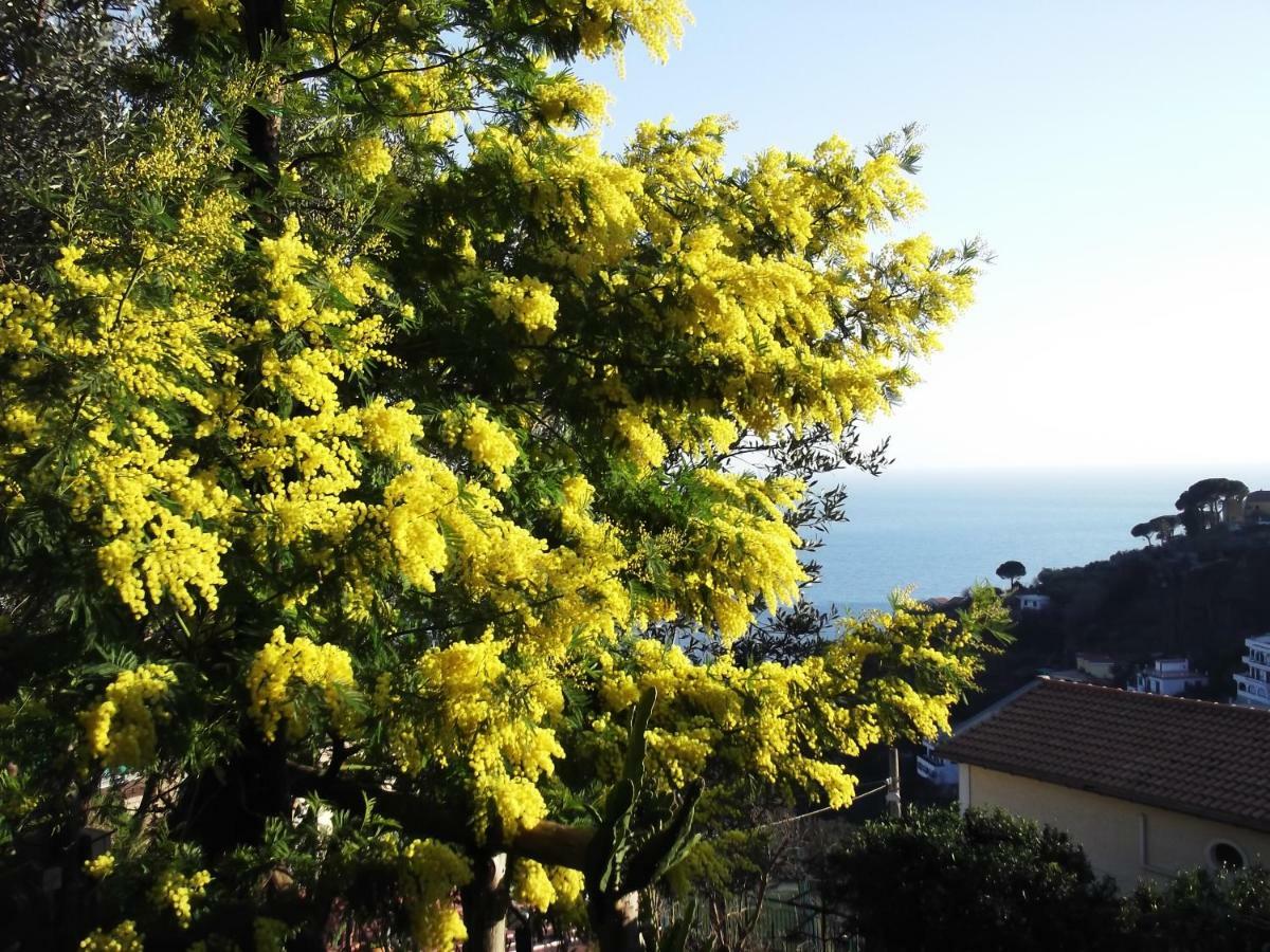 Le Mimose * Vietri sul Mare